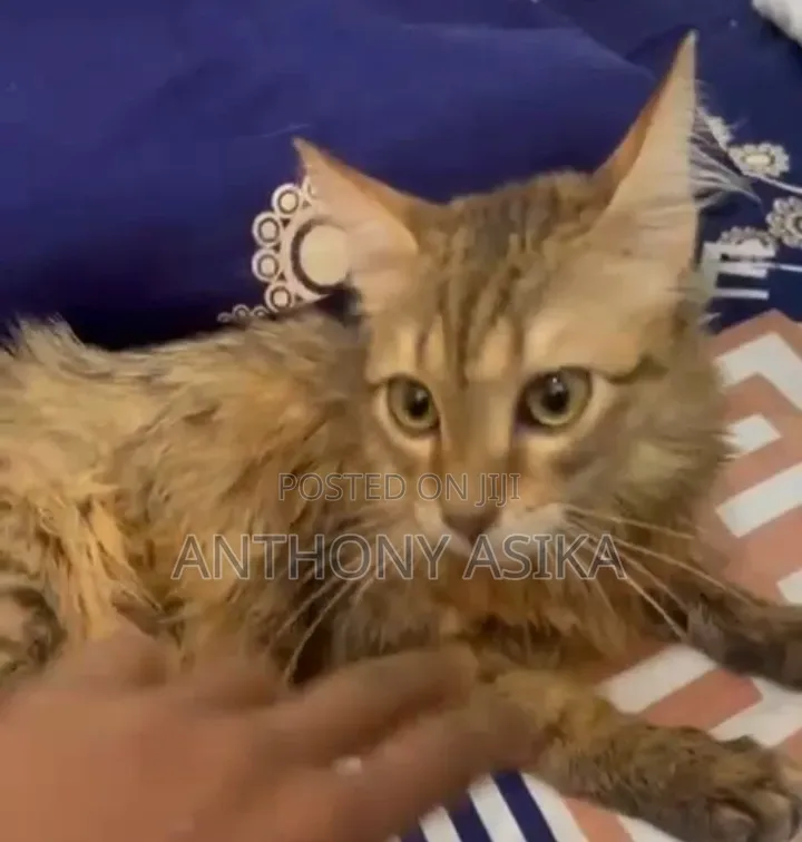 1-3 months Male Purebred Turkish Angora