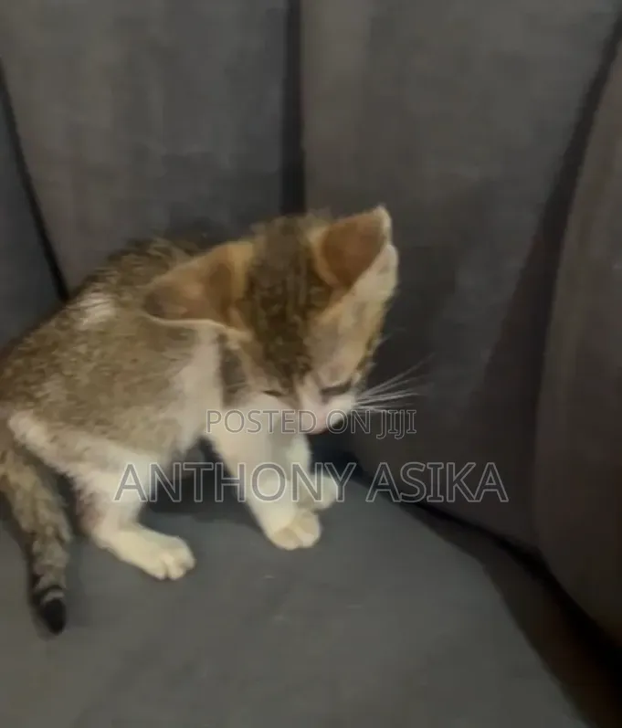 1-3 months Male Purebred Cat