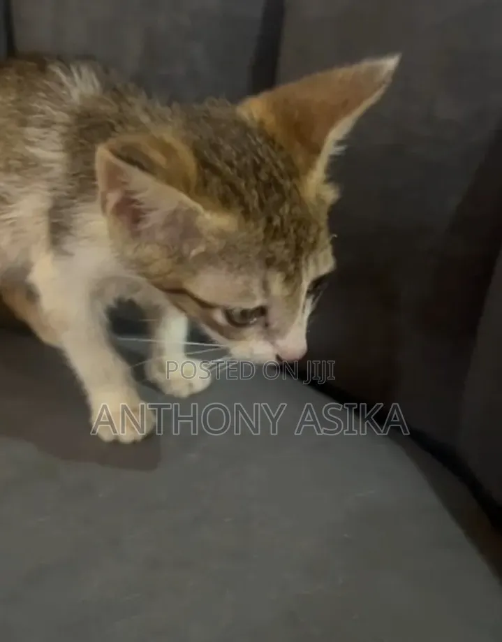 1-3 months Male Purebred Cat
