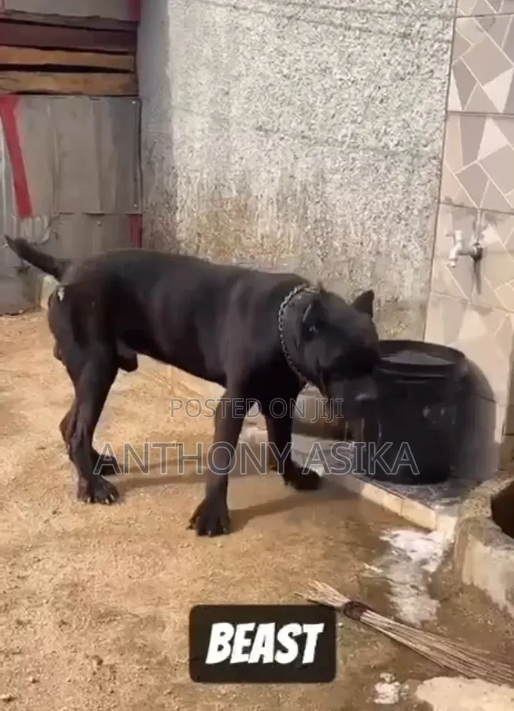 1+ year Male Purebred Cane Corso