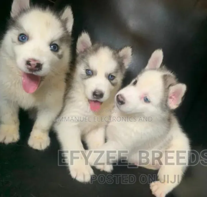 1-3 months Female Purebred Siberian Husky