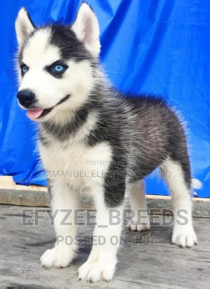 1-3 months Female Purebred Siberian Husky