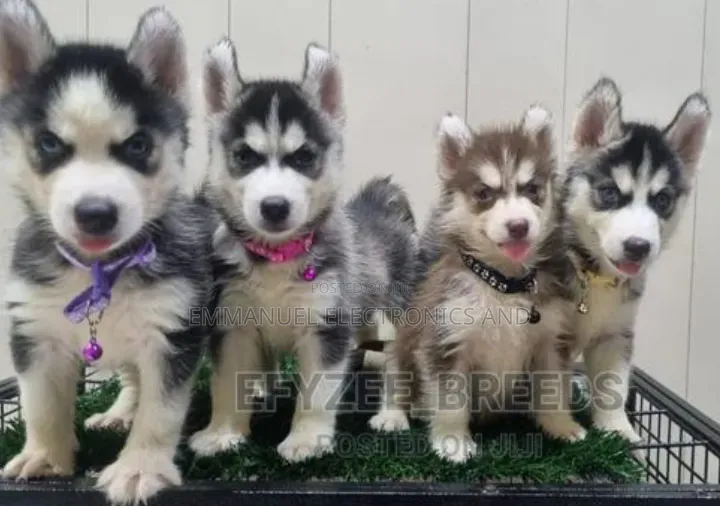 1-3 months Female Purebred Siberian Husky