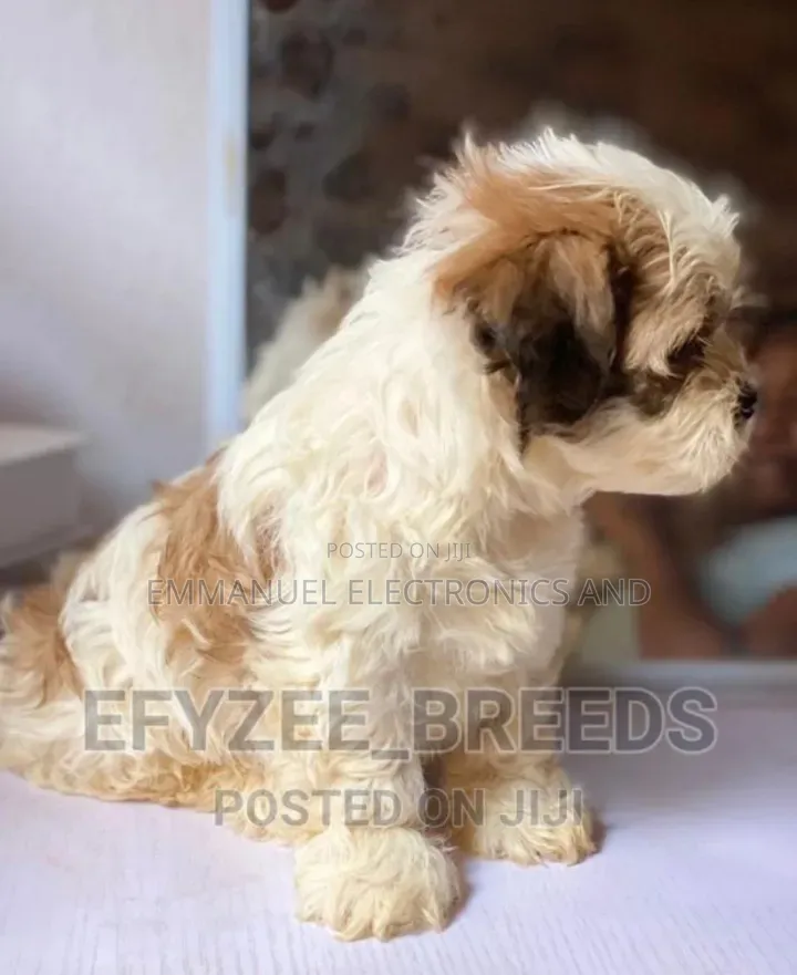 1-3 months Female Purebred Lhasa Apso