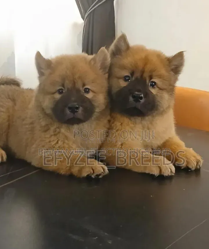 1-3 months Female Purebred Chow Chow