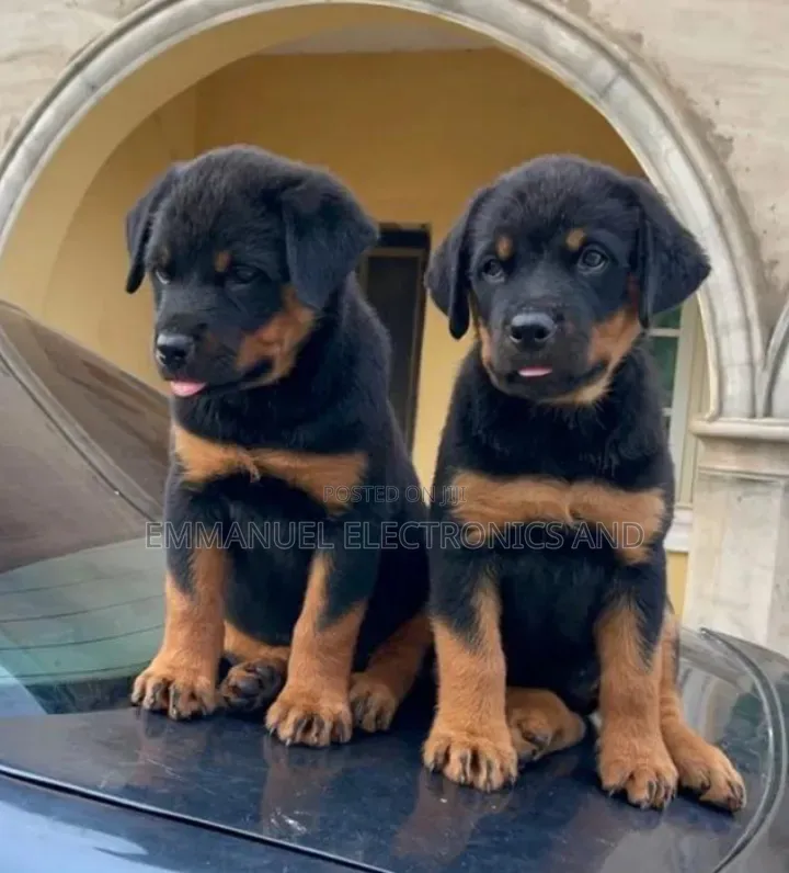 1-3 months Female Purebred Rottweiler