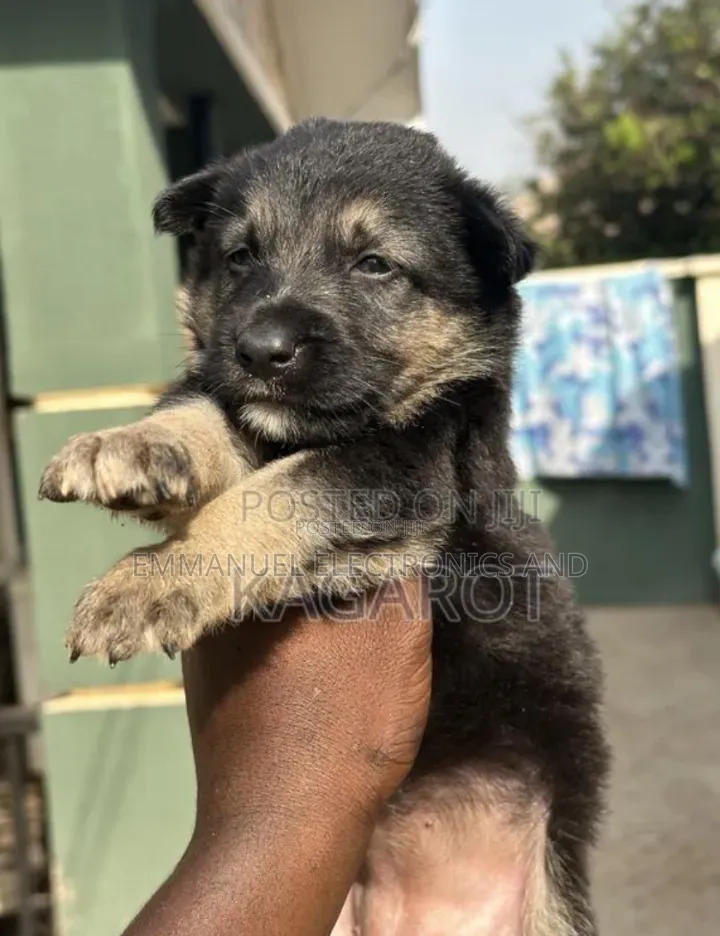 1-3 months Female Purebred German Shepherd