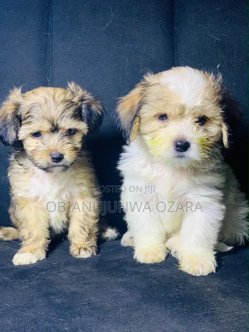 1-3 months Female Purebred Lhasa Apso