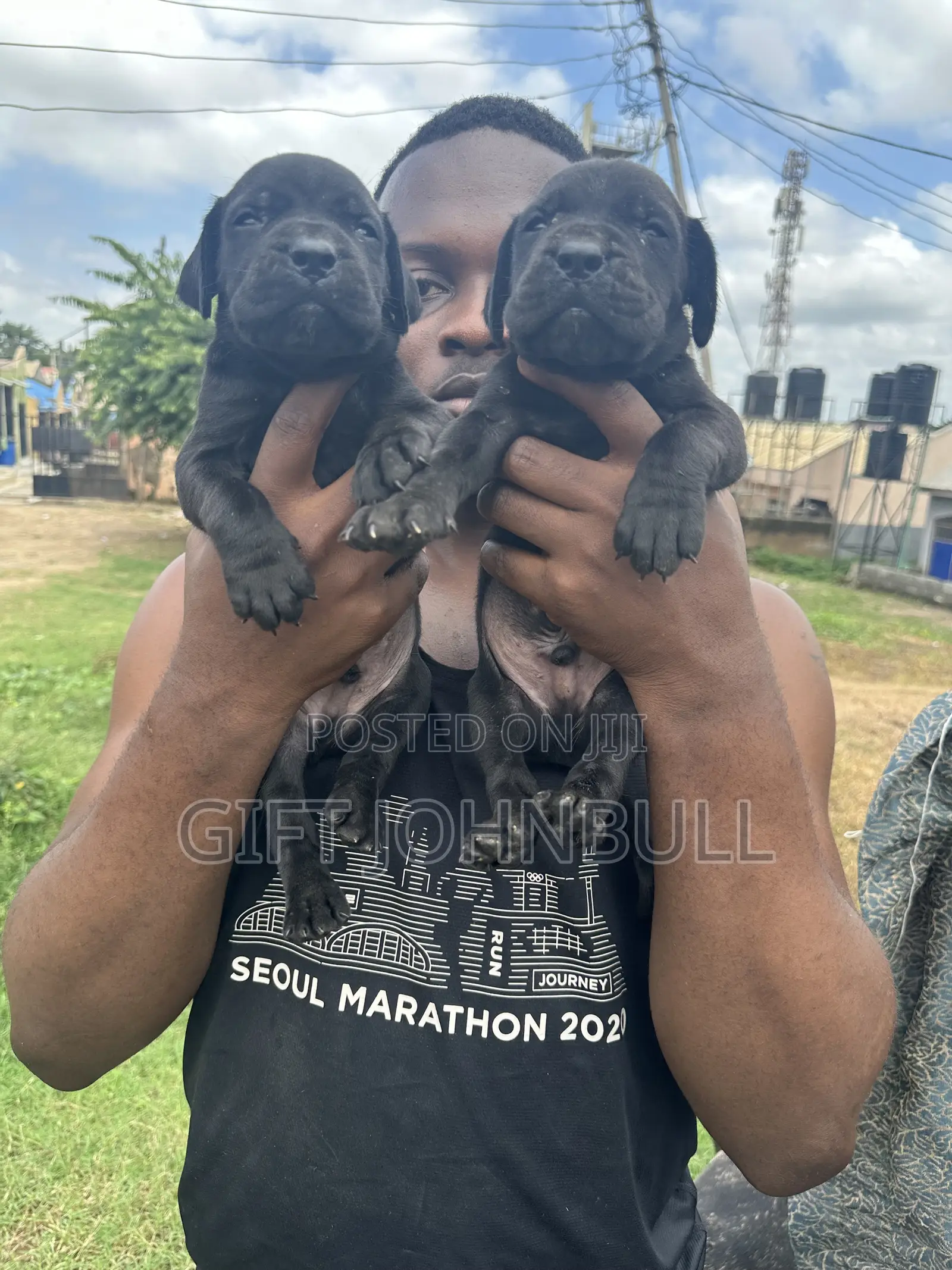 1-3 months Male Purebred Cane Corso