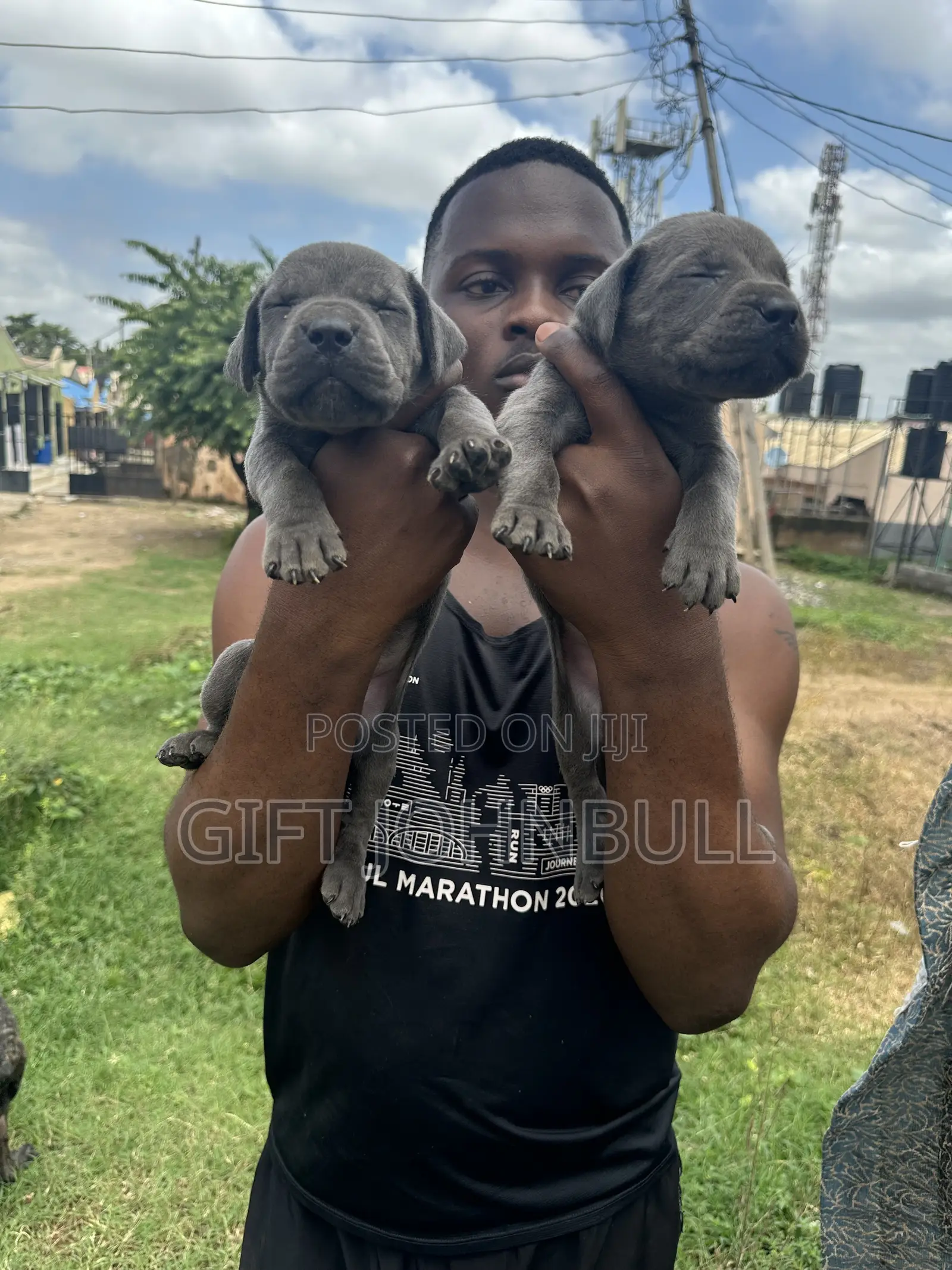1-3 months Male Purebred Cane Corso
