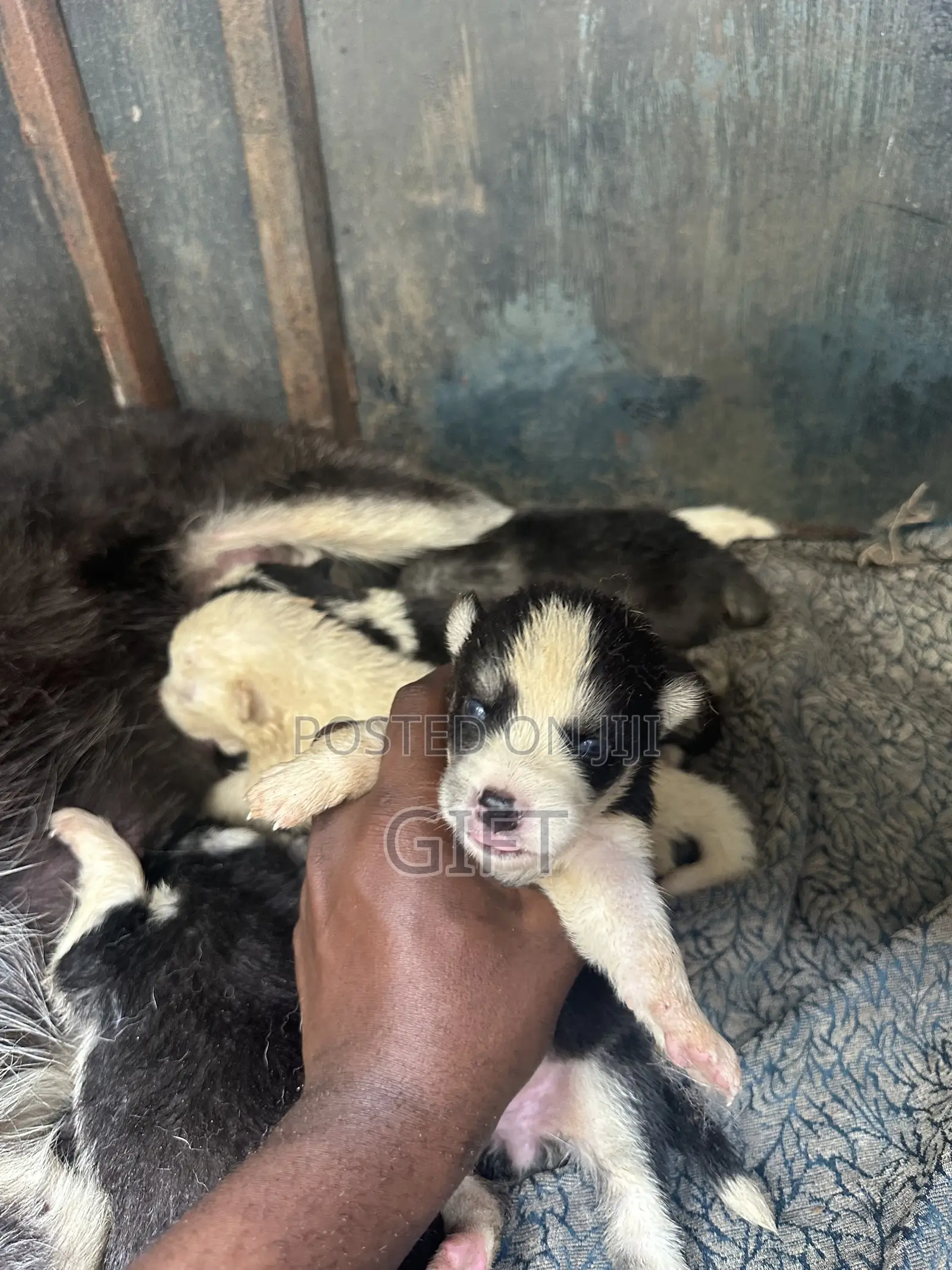 0-1 month Female Purebred Siberian Husky