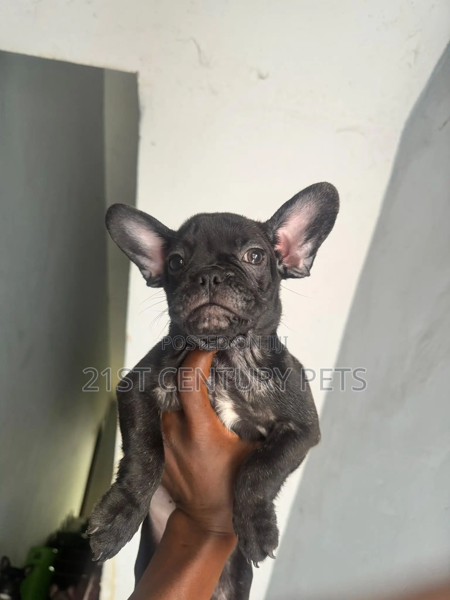 1-3 months Female Purebred French Bulldog