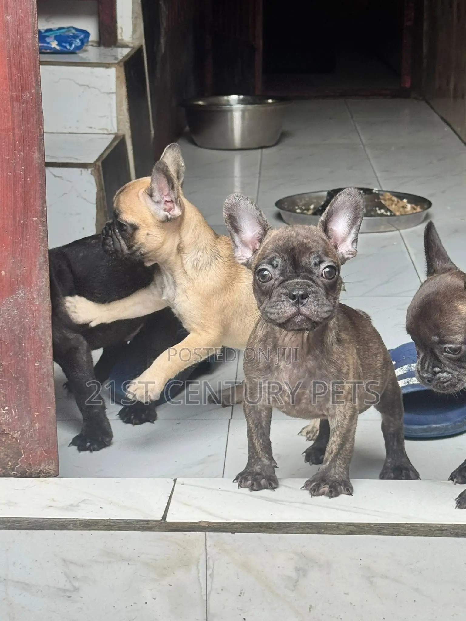 1-3 months Female Purebred French Bulldog