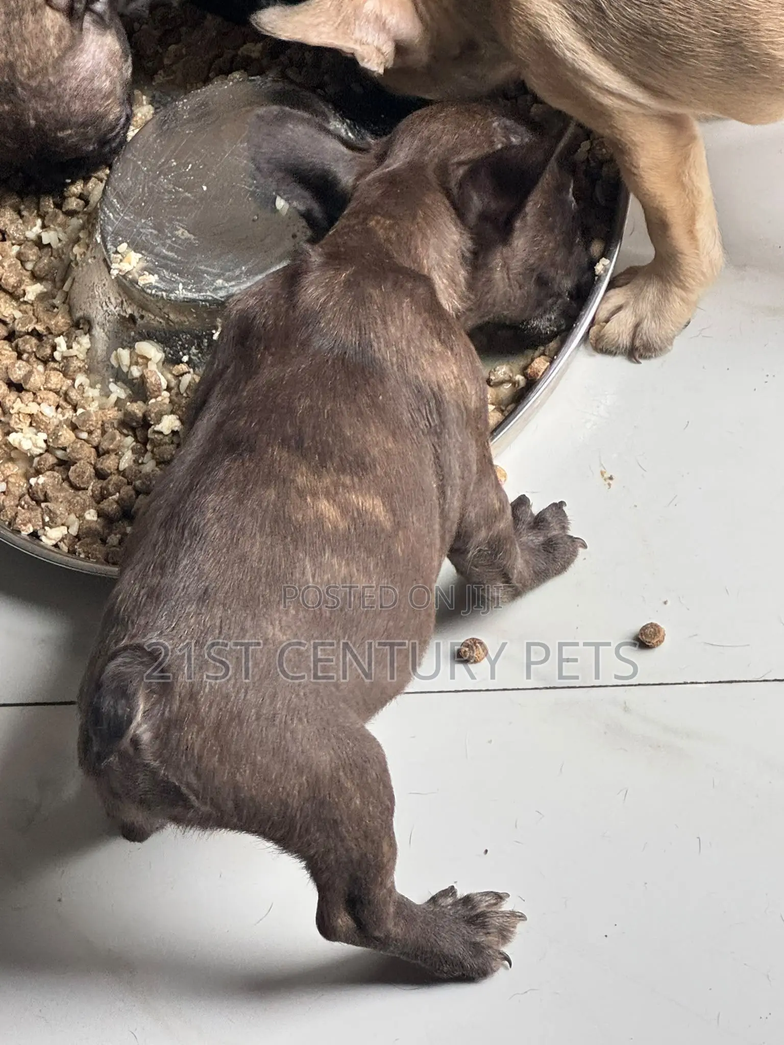 1-3 months Female Purebred French Bulldog