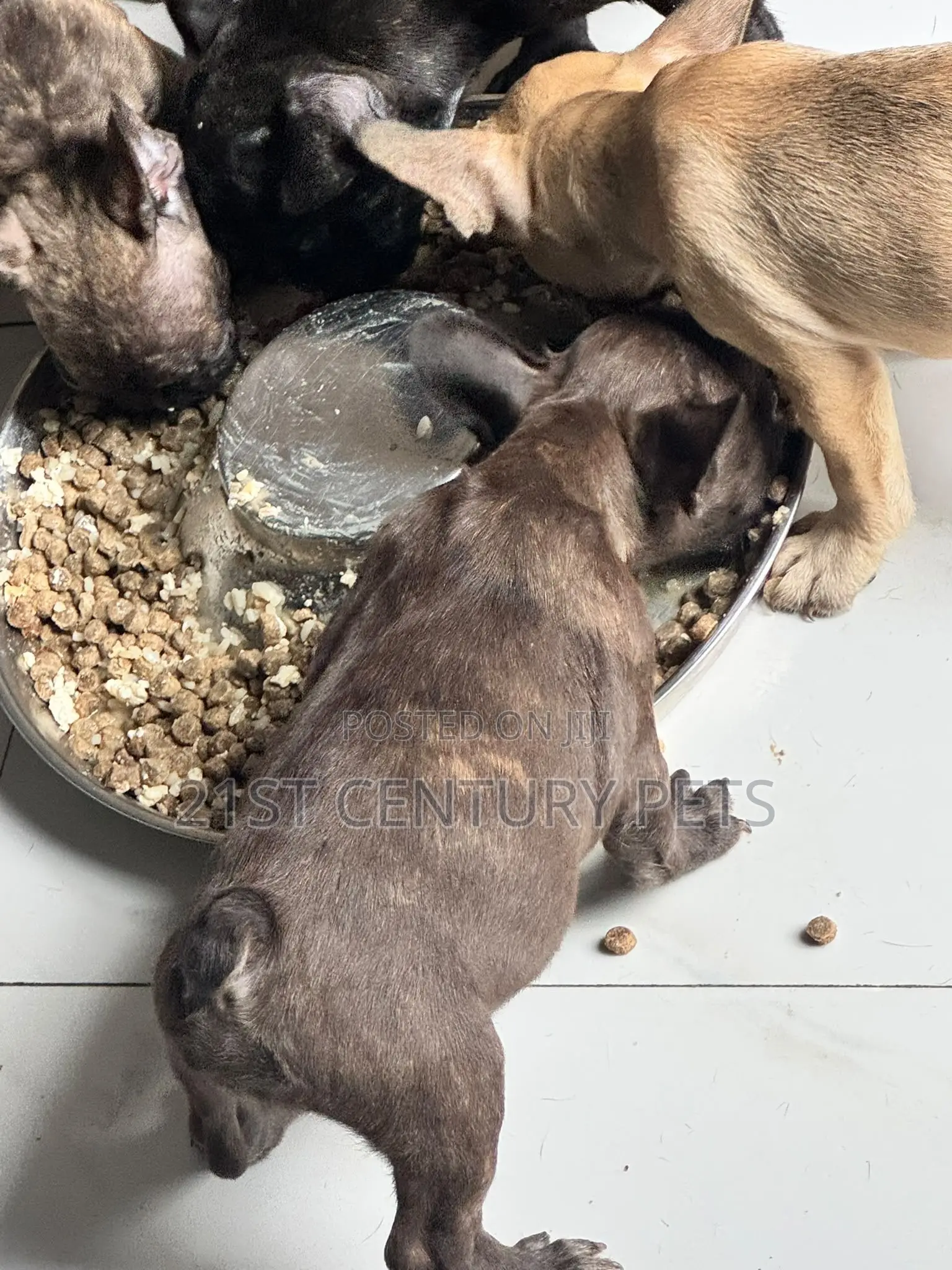 1-3 months Female Purebred French Bulldog