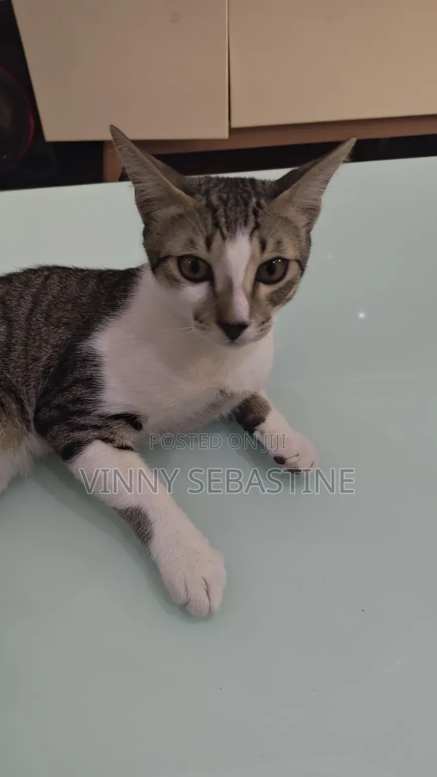 6-12 months Male Purebred Tabby