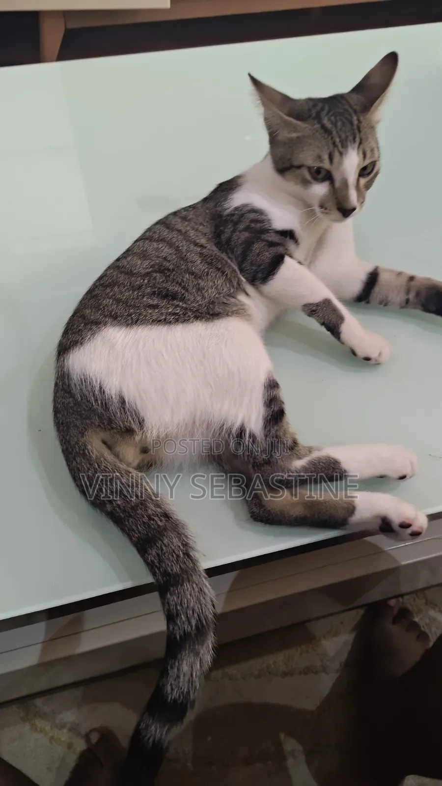 6-12 months Male Purebred Tabby