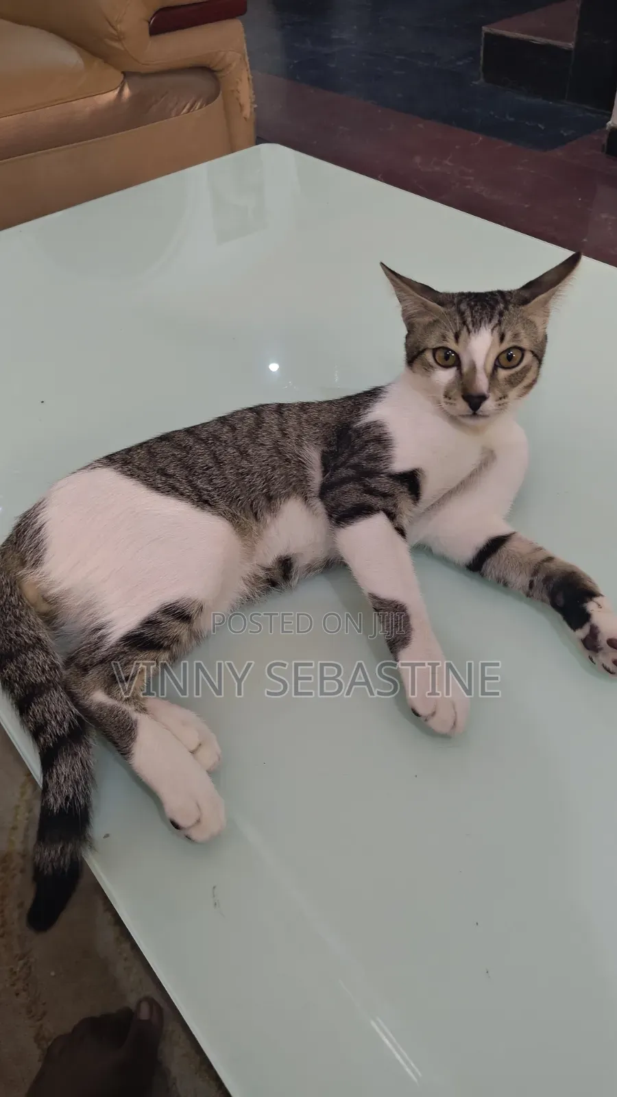 6-12 months Male Purebred Tabby