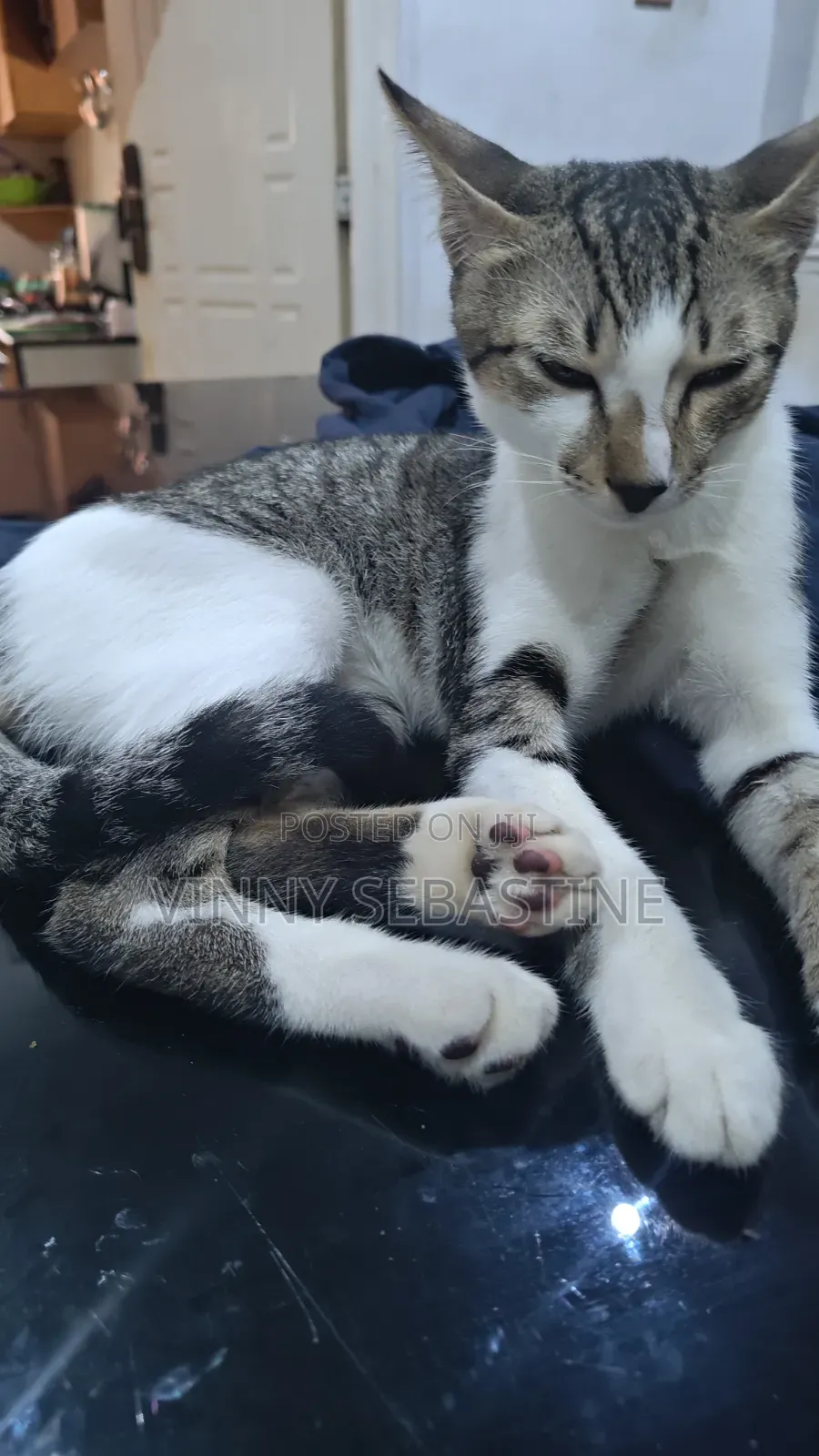 6-12 months Male Purebred Tabby