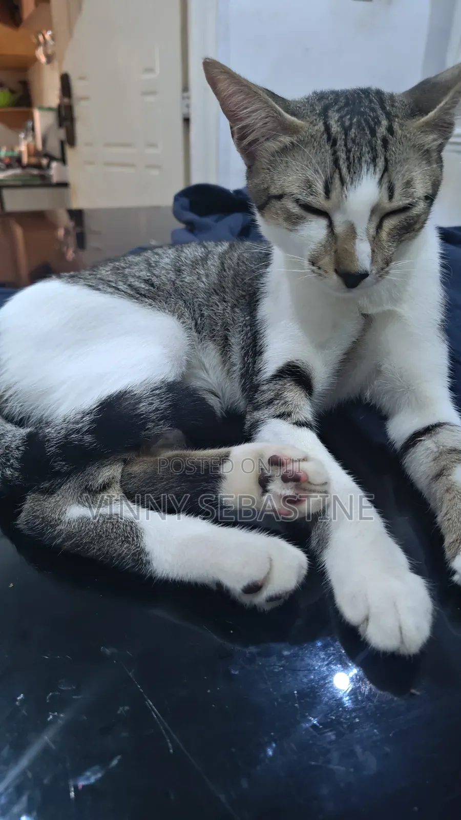 6-12 months Male Purebred Tabby