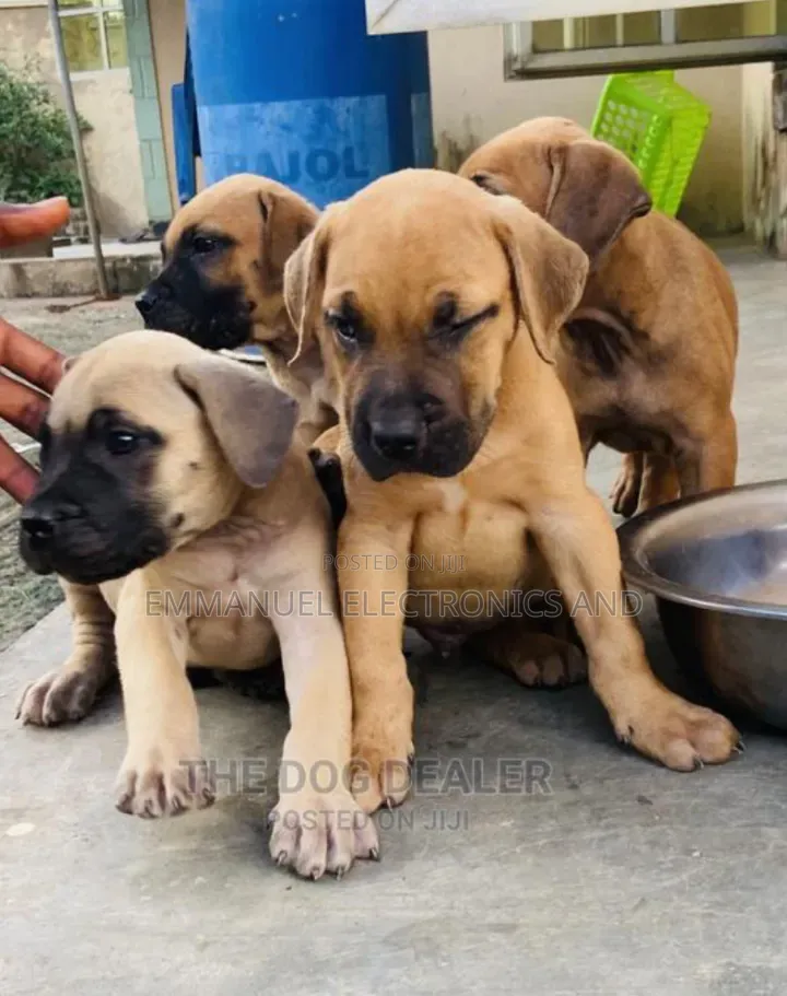1-3 months Female Mixed Breed Boerboel