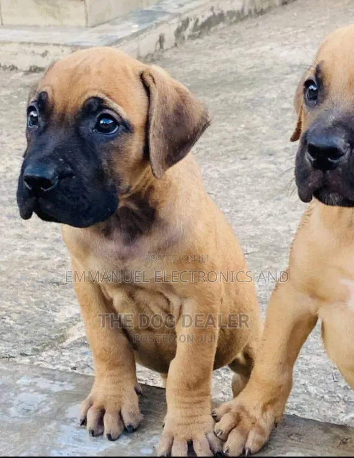 1-3 months Female Purebred Boerboel