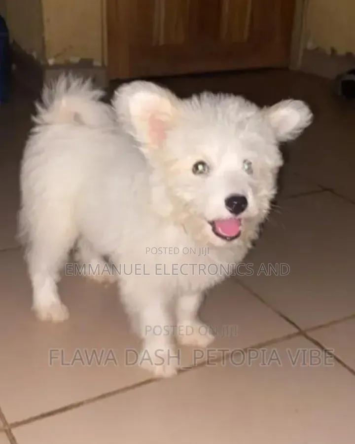 1-3 months Male Purebred American Eskimo