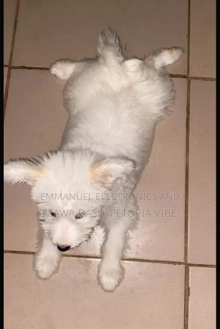 1-3 months Male Purebred American Eskimo