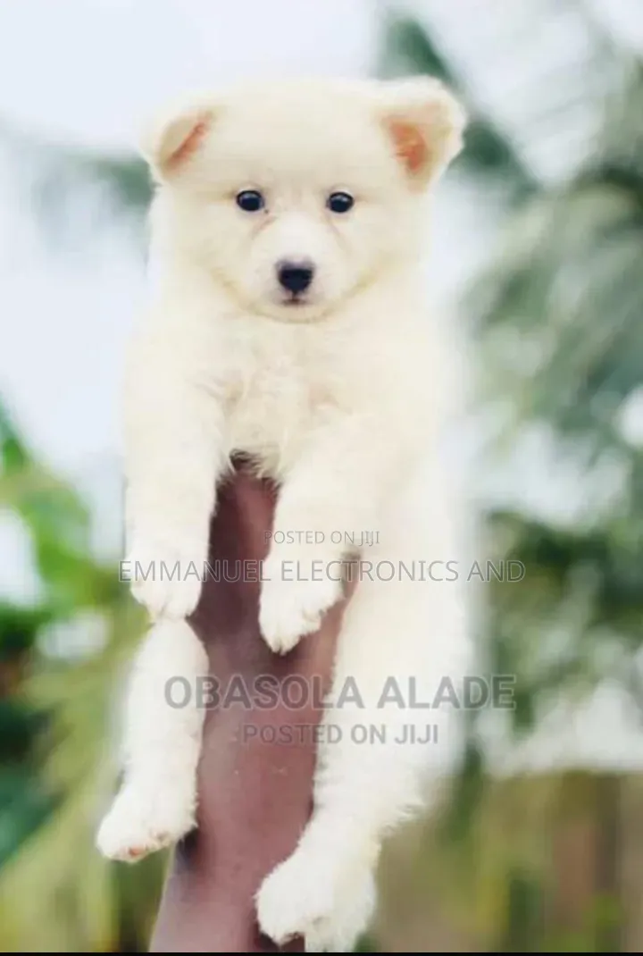 1-3 months Female Purebred American Eskimo