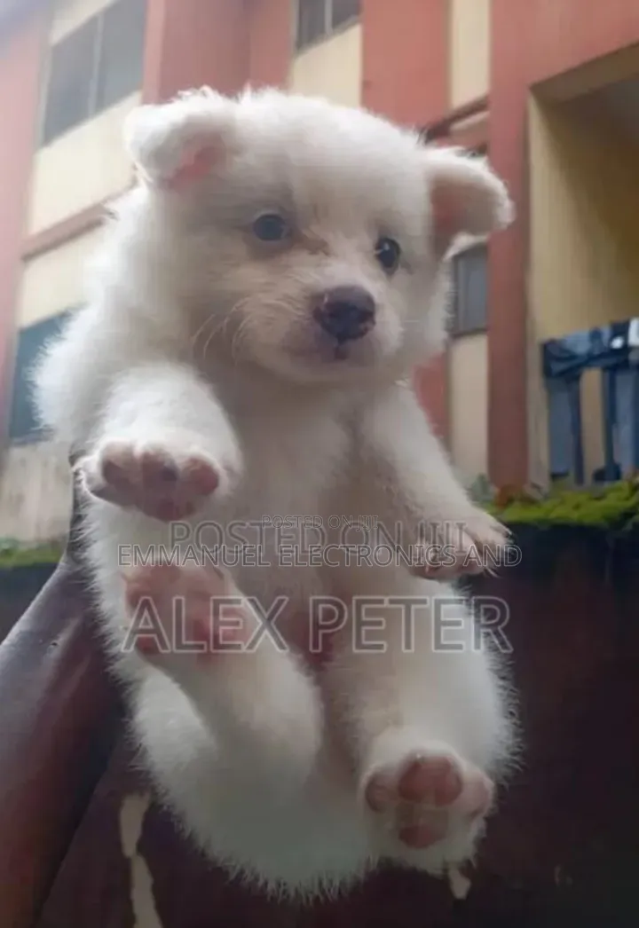 1-3 months Female Purebred American Eskimo