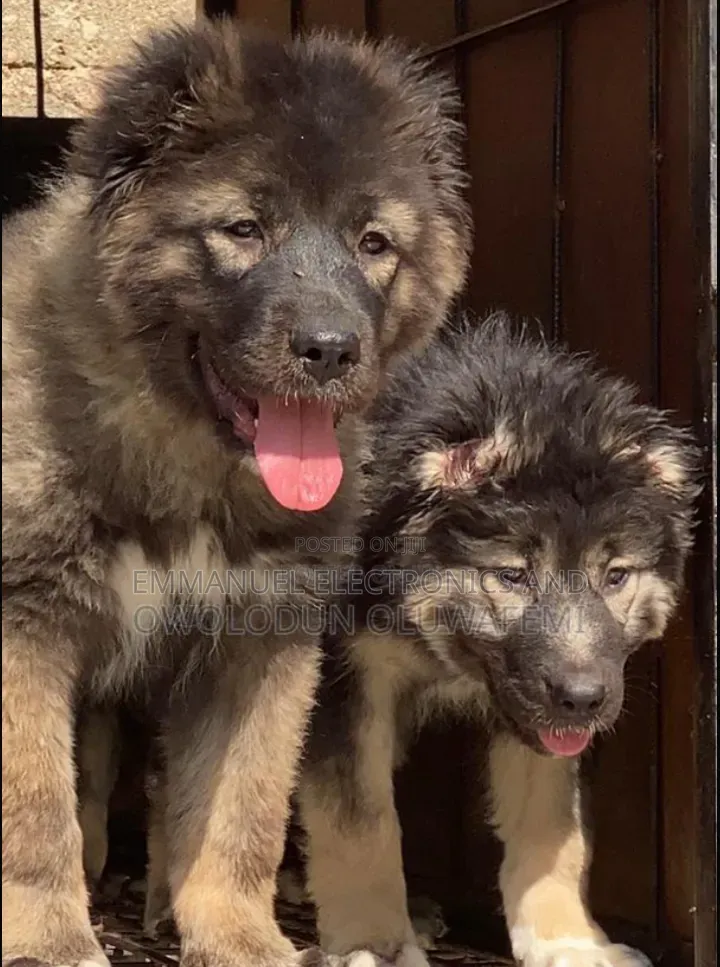 1-3 months Female Purebred Caucasian Shepherd