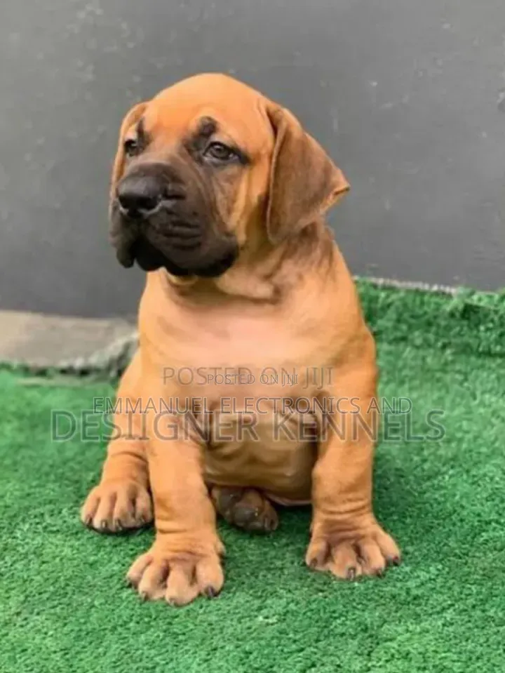 1-3 months Female Purebred Boerboel