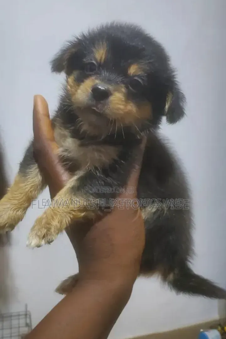 1-3 months Male Purebred Lhasa Apso