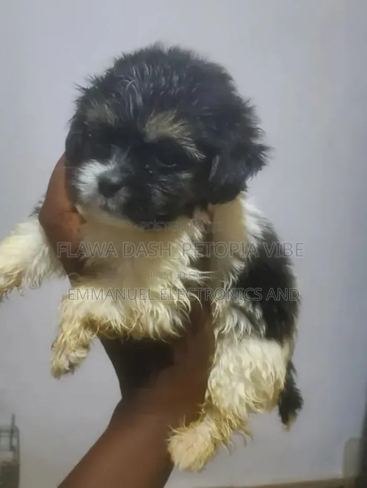 1-3 months Male Purebred Lhasa Apso