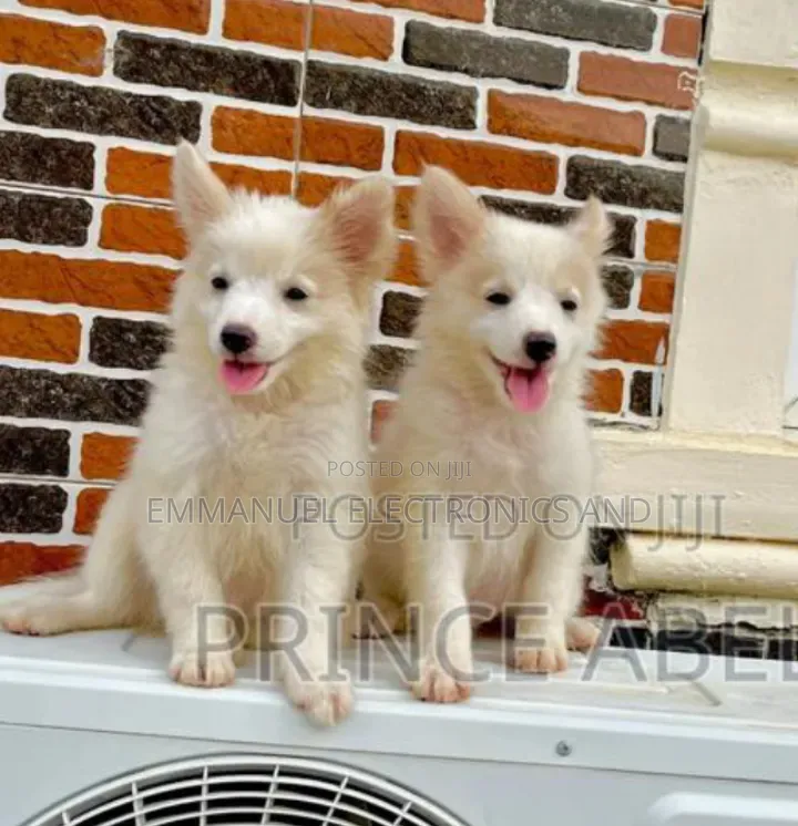 1-3 months Female Purebred American Eskimo