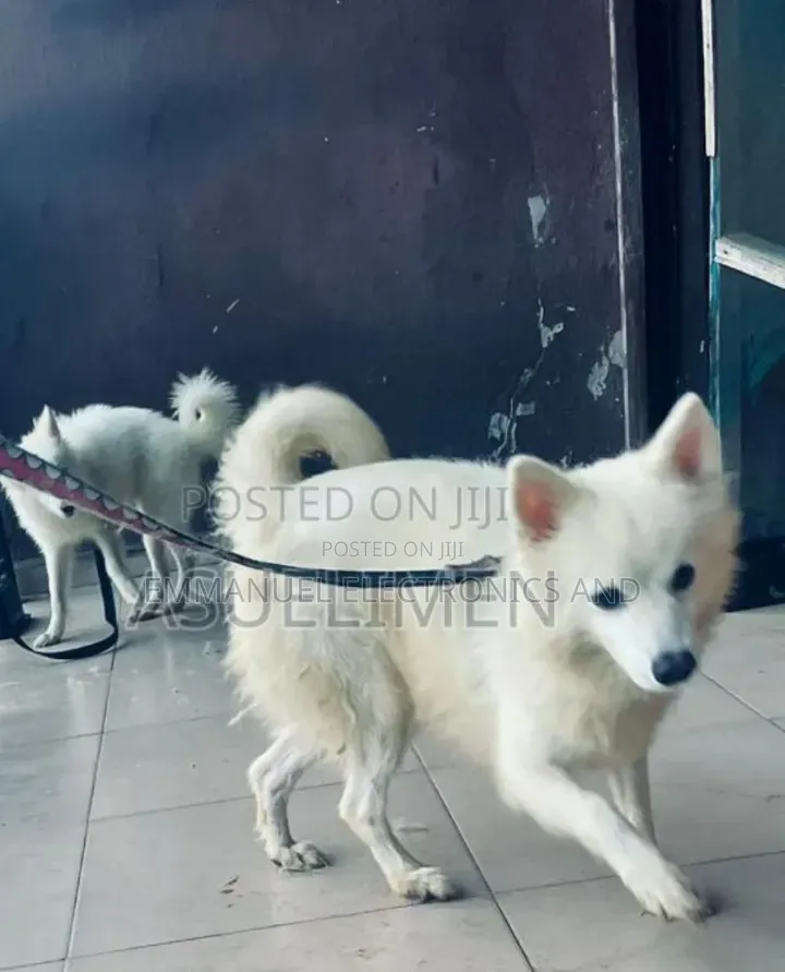 6-12 months Male Purebred American Eskimo