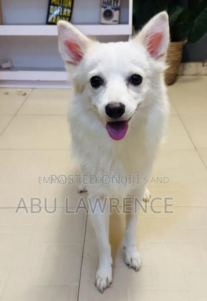 6-12 months Female Purebred American Eskimo