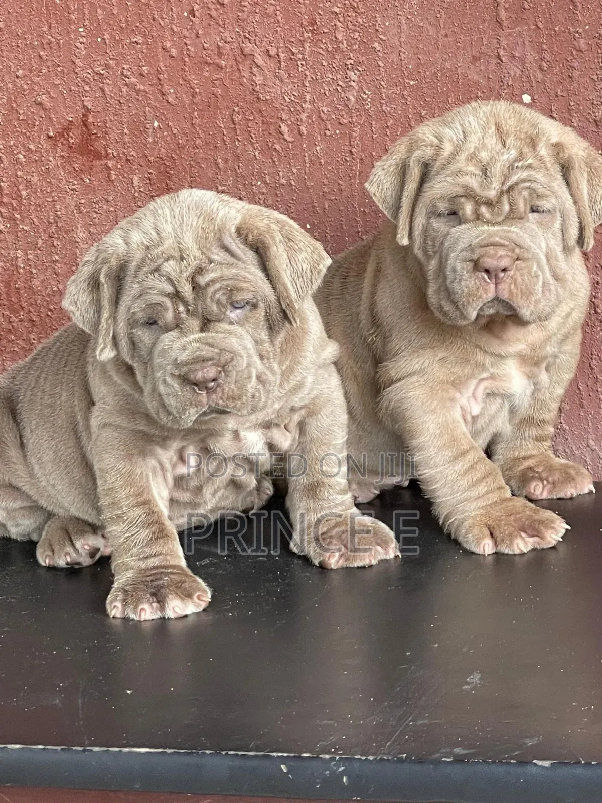 1-3 months Male Purebred Neapolitan Mastiff