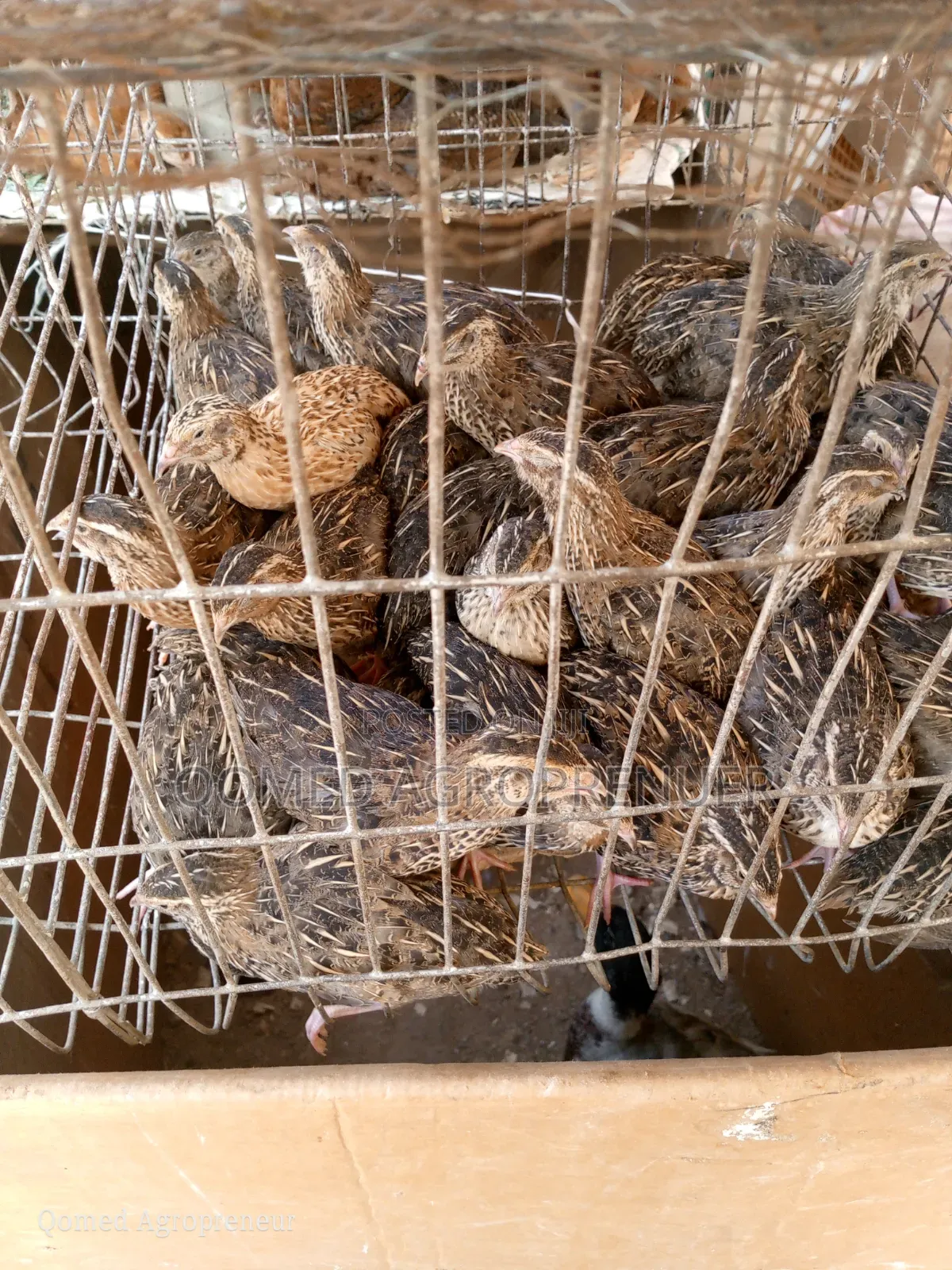 Quail Bird Fertile Egg and Chicks