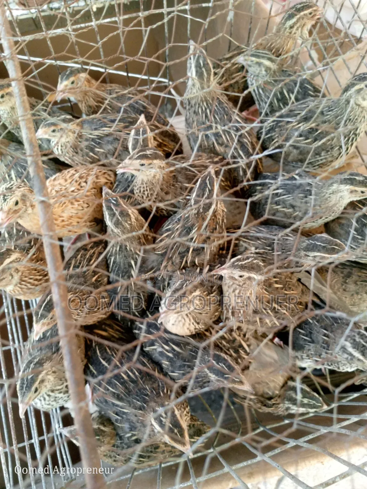 Quail Bird Fertile Egg and Chicks
