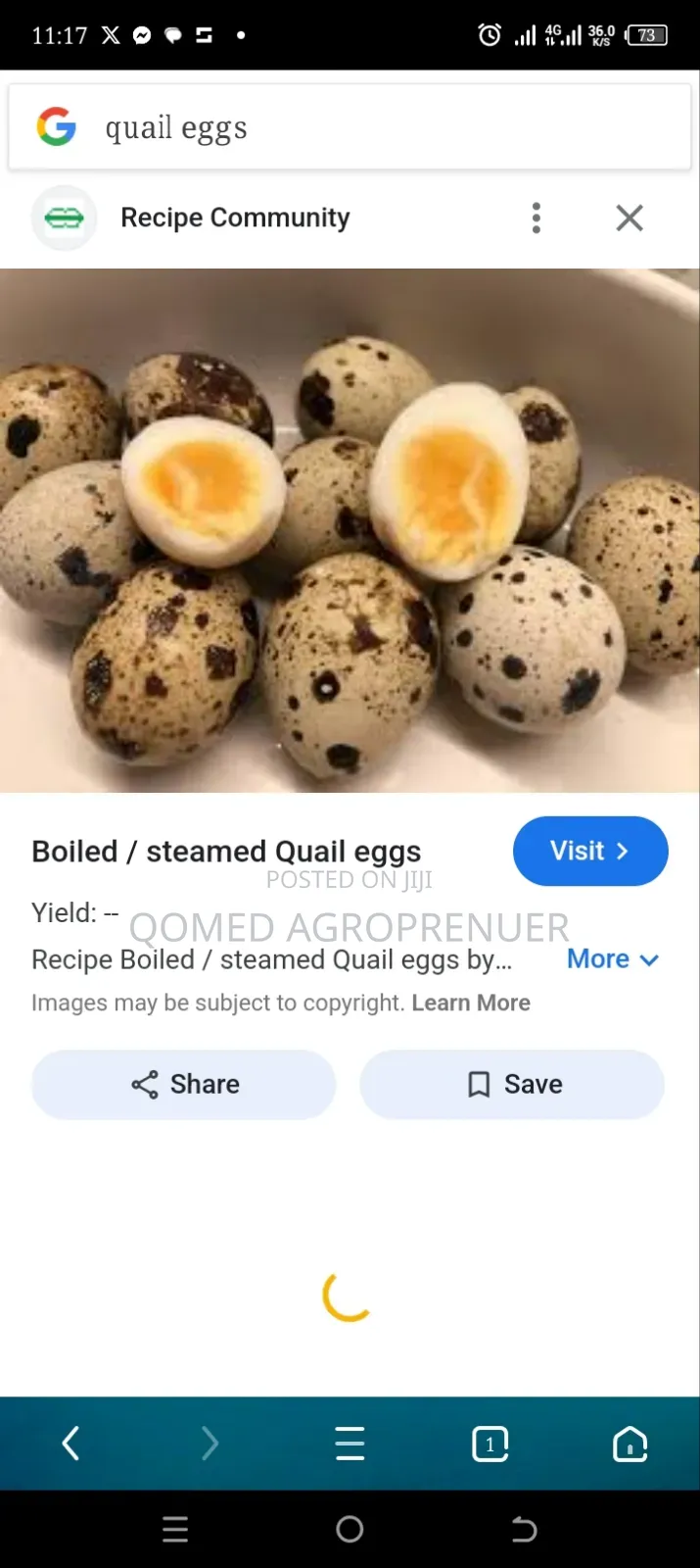 Quail Bird Fertile Egg and Chicks