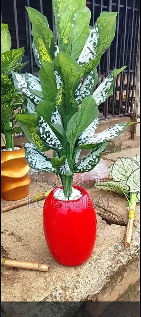 Outdoor and Indoor Flowers and Available