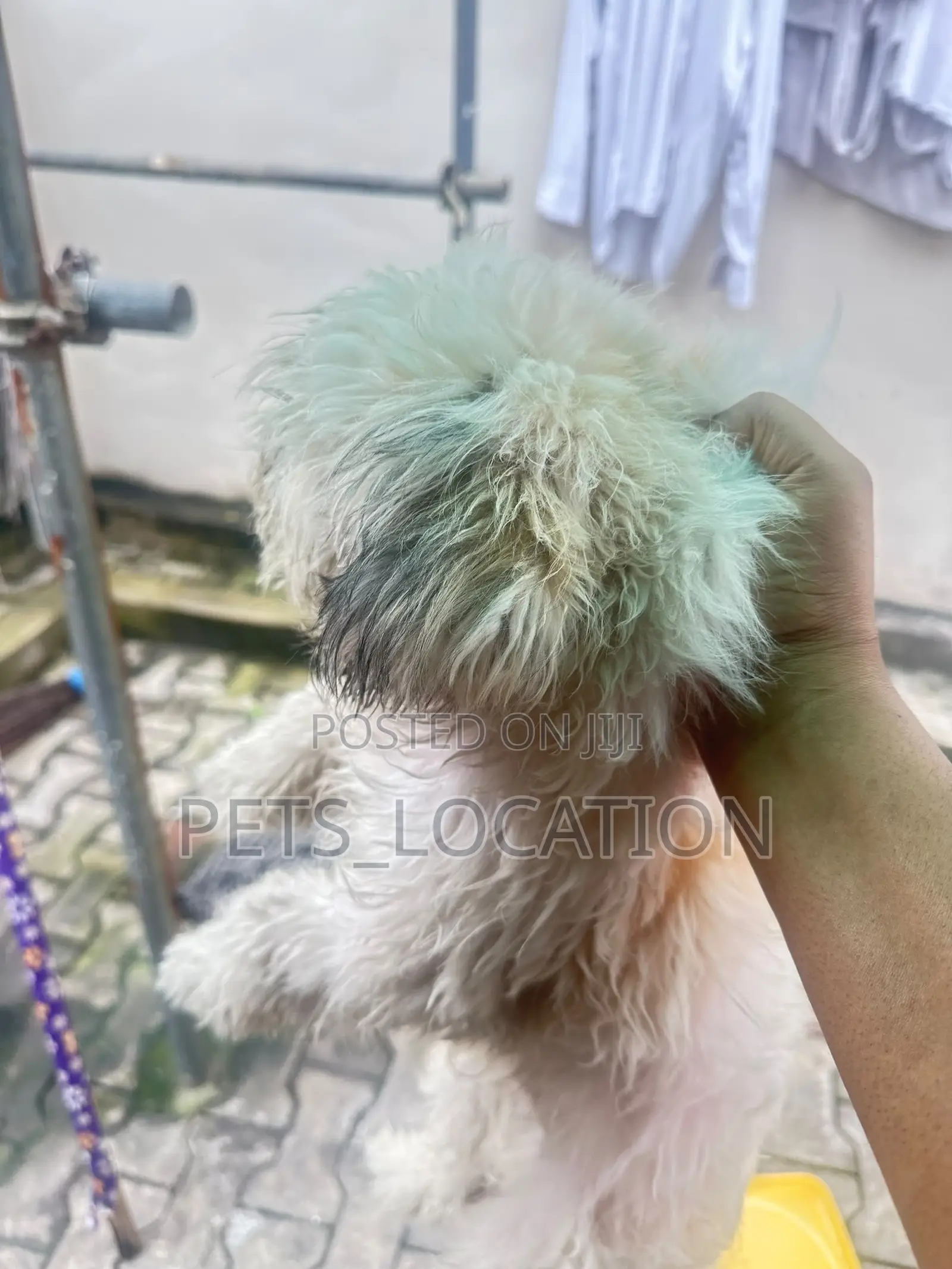 6-12 months Male Purebred Lhasa Apso