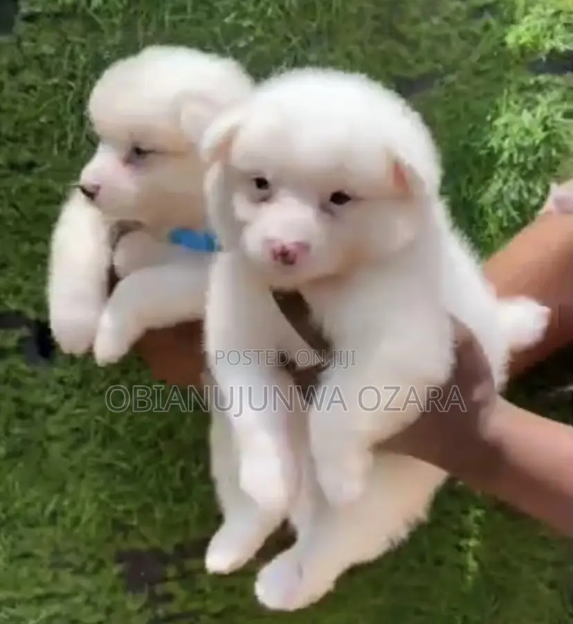 1-3 months Female Purebred American Eskimo