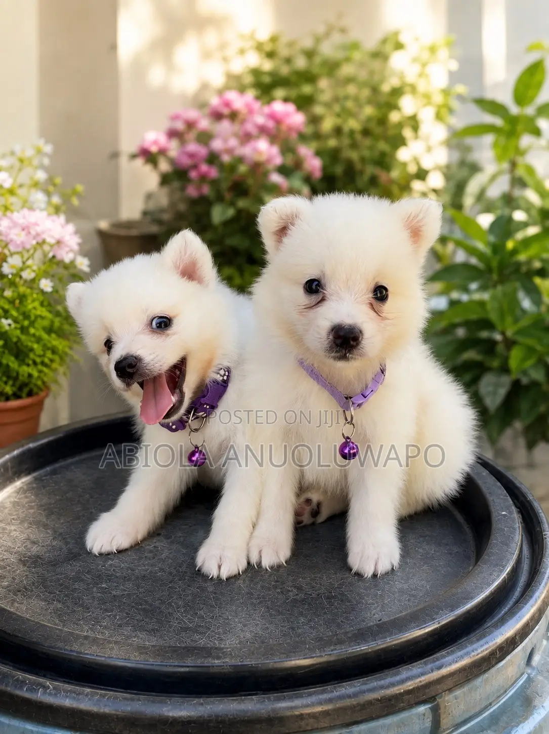 1-3 months Female Purebred American Eskimo