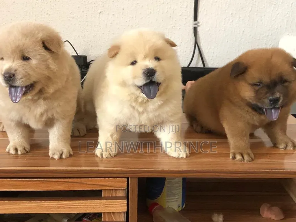 1-3 months Female Purebred Chow Chow