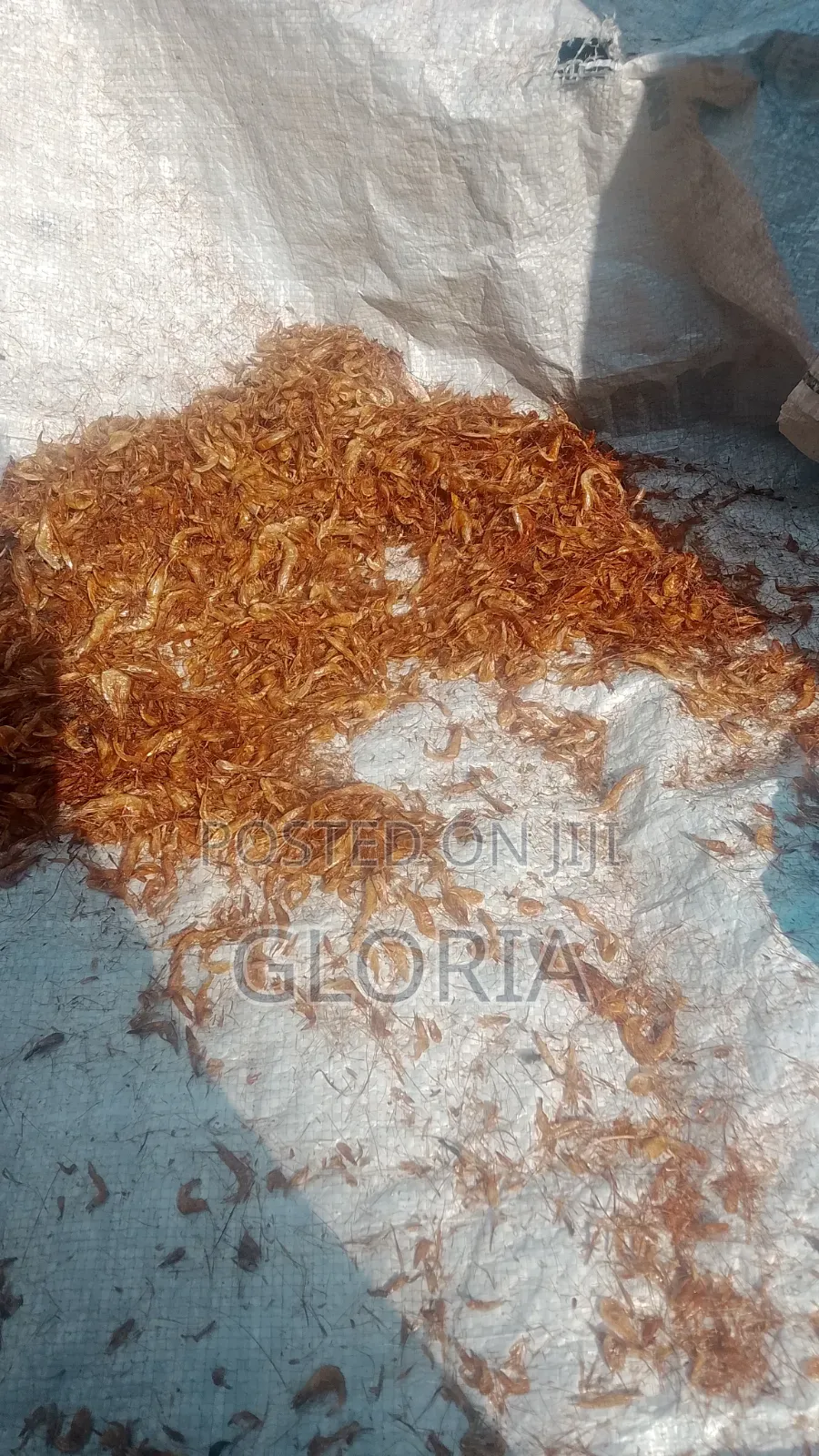 Clean Whole Dry Crayfish - Golden No Sand