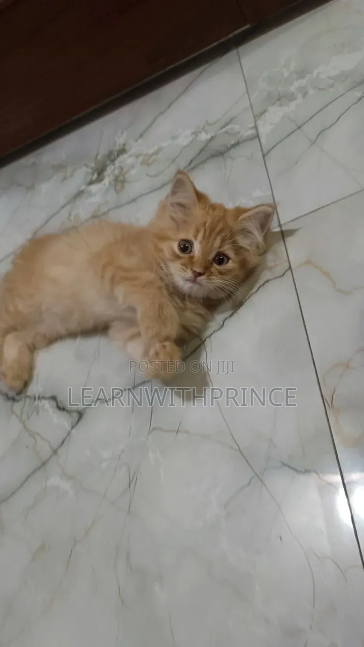 1-3 months Female Purebred Persian