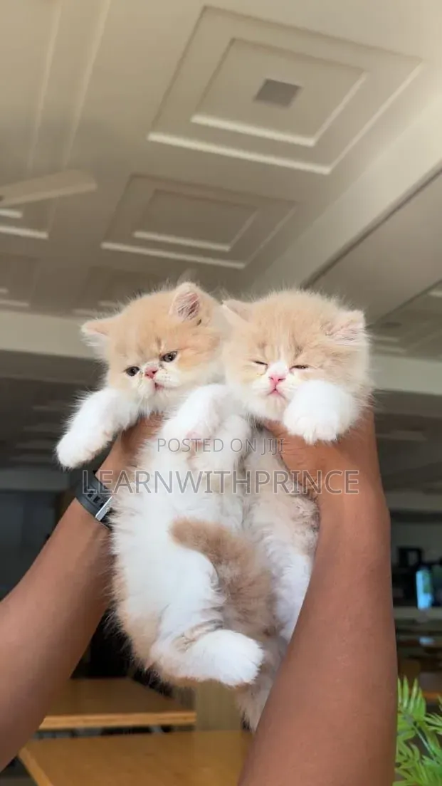 1-3 months Female Purebred Persian