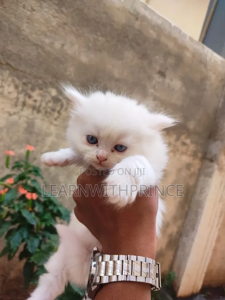 1-3 months Female Purebred Persian